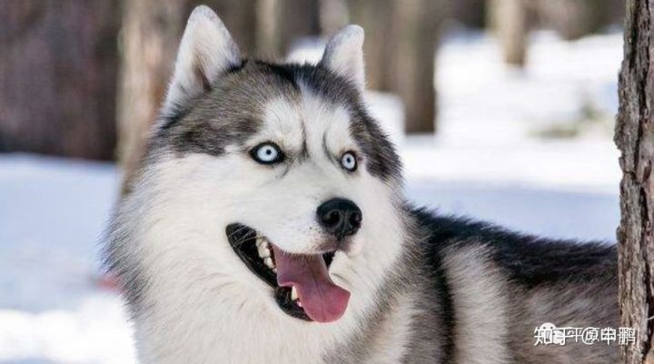 华为的狼性管理,华为的狼性精神是什么意思