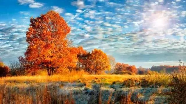 晓晴寒未起，霜叶满阶红。霜降时节，读古诗词，邂逅时光里的暖