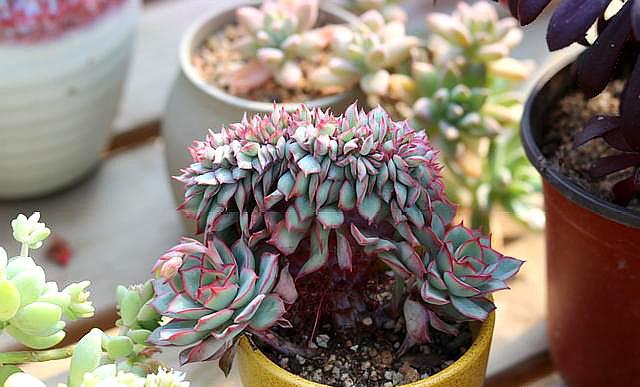 网购的多肉用什么土上盆,网购多肉栽种后多久施肥