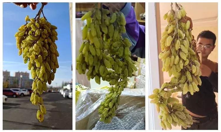 超好吃的新疆三色葡萄干,糯软香甜新疆葡萄干