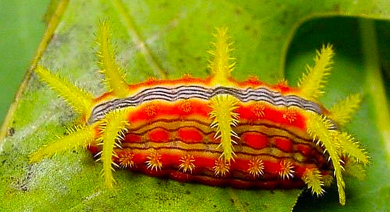 为什么人类是世界上最奇特的生物,细菌的演化过程