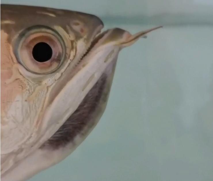 重磅|国内缸内金龙鱼繁殖重大突破,附65天跟踪记录