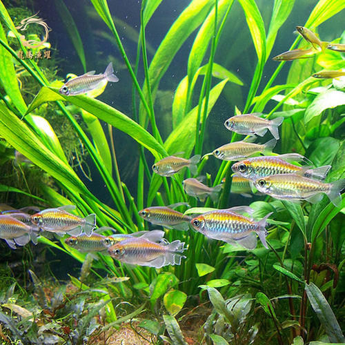 刚果霓虹鱼学名,刚果霓虹鱼好养吗