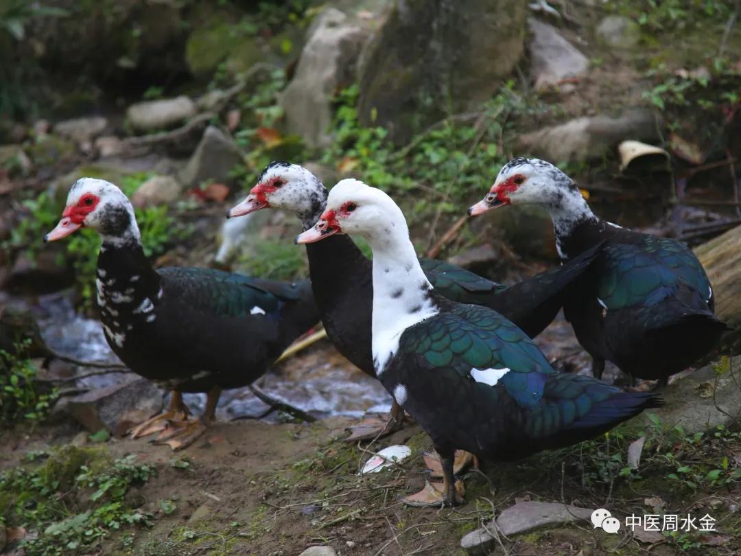 品味本草之美（第一季）