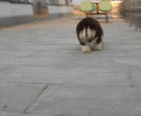 什么样才算纯种狗？纯种狗是怎么培育出来的？