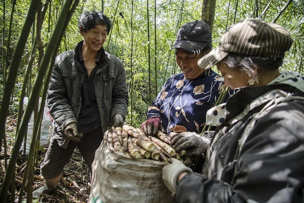 春笋人间四月天,人间四月天吃春笋
