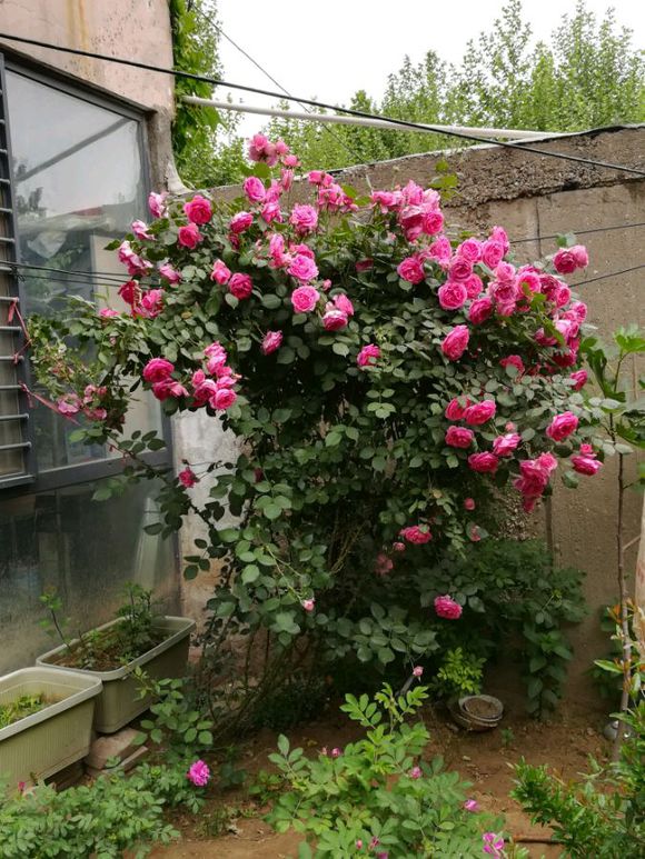 如何让藤本月季快速爬满整个屋顶,盆栽的藤本月季管理方法