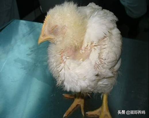 家禽肝肿大是什么病,家禽肾脏肿大怎么治疗