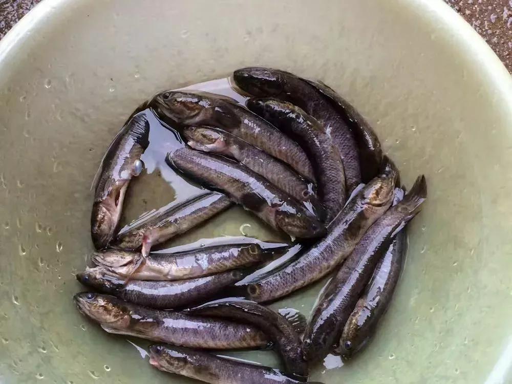 酷似泥鳅，也叫“七星鱼”，如今野生一斤100元，极其珍稀