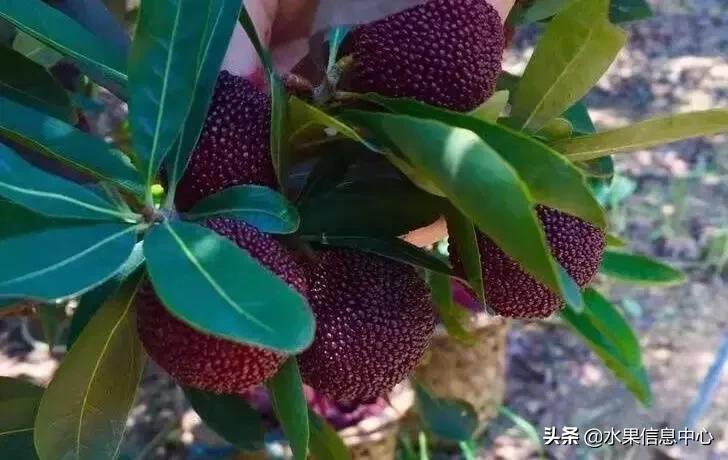 中国水果大全,中国水果大全图片和名字