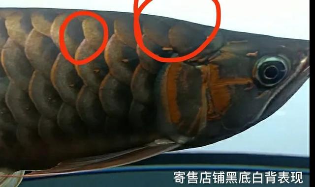 红龙掉眼封缸有用吗,红龙放黑缸污垢很严重