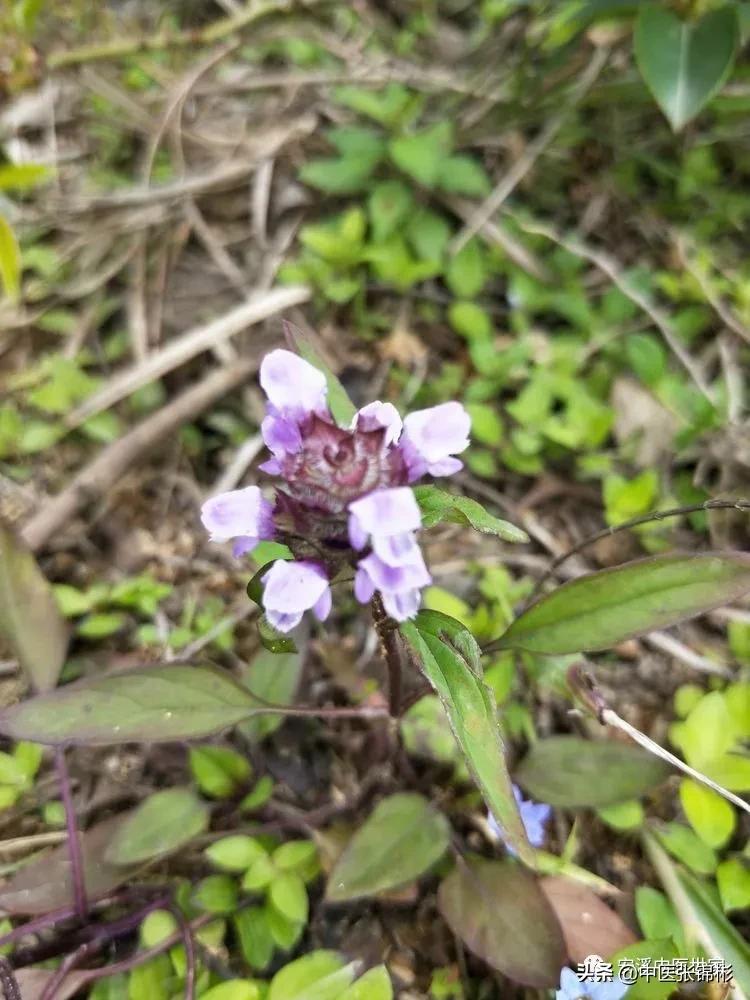 认识身边的中药材,认识中医寻找身边的中药