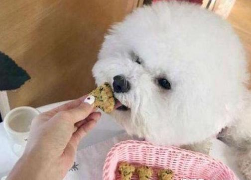 如何养好一只比熊犬这5点很关键,超小体比熊犬智商会不会差点