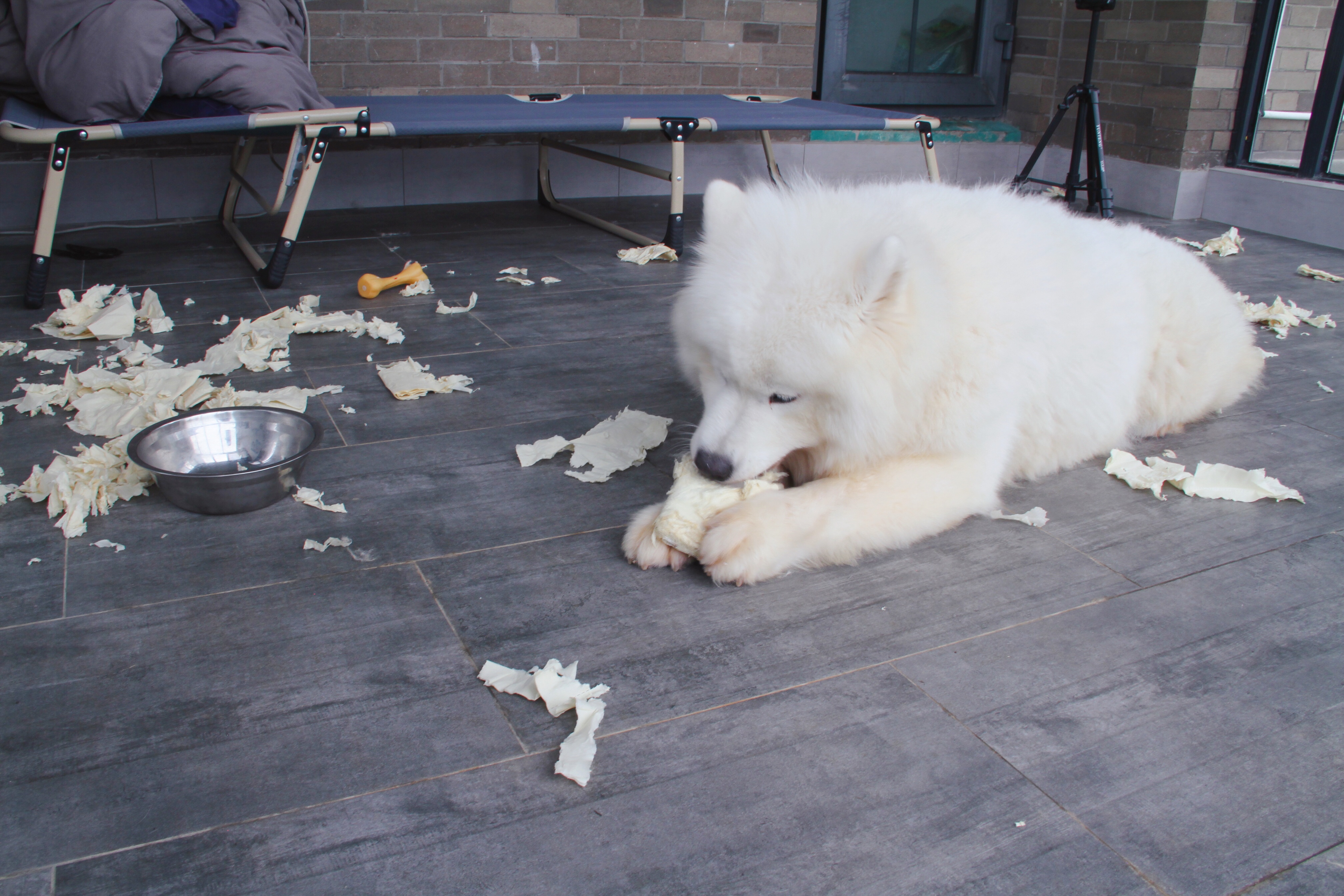 狗狗牙齿疾病怎么预防,狗狗换牙十大禁忌