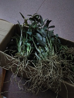 铁皮石斛过冬的保护措施,有关铁皮石斛的养护方法