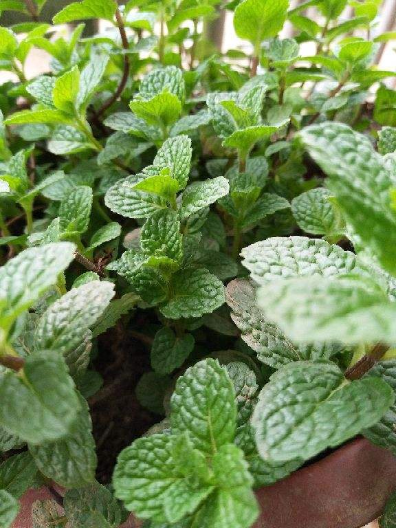 掐个薄荷叶，扔进花盆窜满盆，天天掐芽泡饮料，掐了一窝又一窝