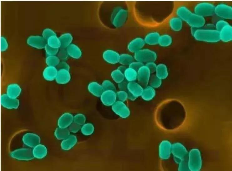 兽用布病疫苗能冷冻吗,兽用布病疫苗使用方法