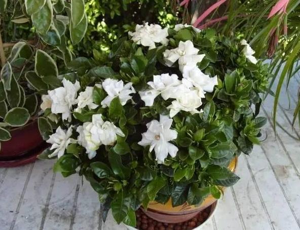 花卉掉花苞解决方法,室内花卉盆栽死了怎么办