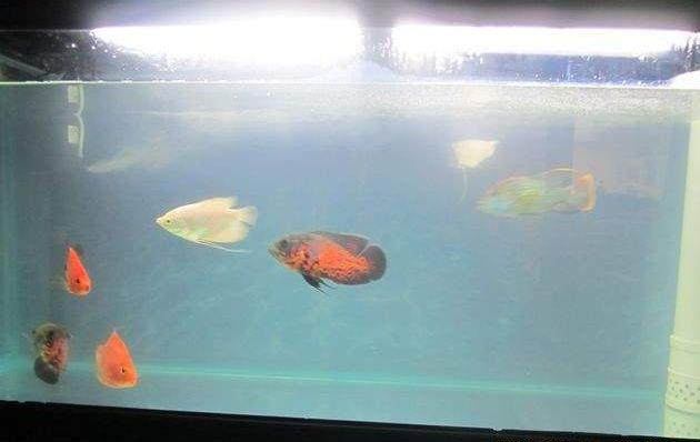 新开草缸水浑浊发白多久能清澈,刚开缸的鱼缸水浑浊怎么解决