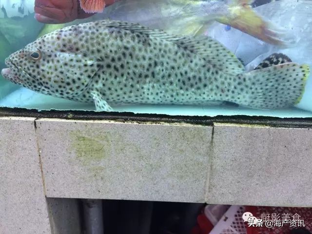 这些诱人的美食你吃过吗,世界上顶级海鲜大全你吃过几种