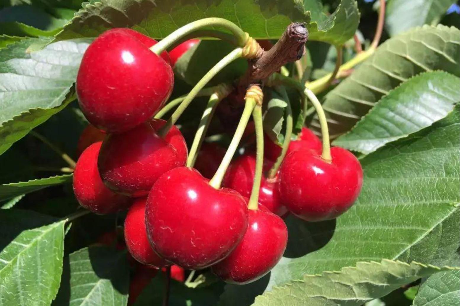 澳洲和智利车厘子区别,智利车厘子和车厘子有什么不一样