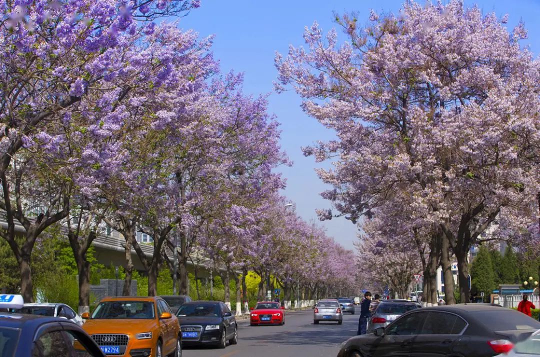北京有条网红“泡桐大道”,已然成为城市春景“名片”之一