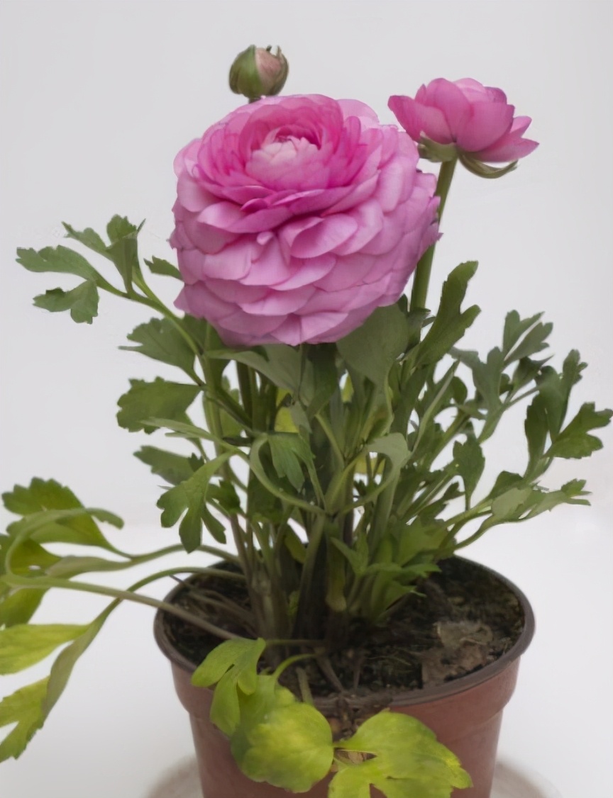 花中之王国色天香牡丹花,牡丹花哪种颜色吉祥招财