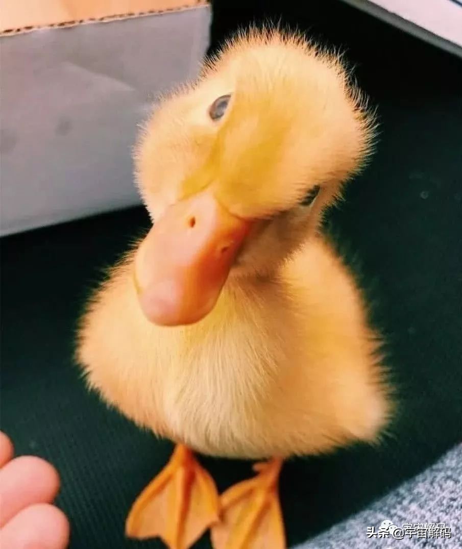 20张动物照片,宝宝萌照动物图片