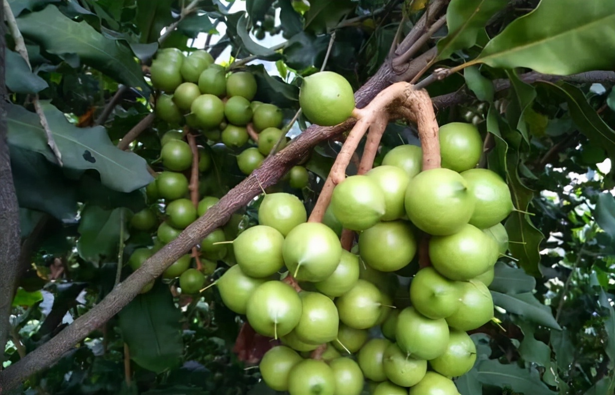 夏威夷果名不副实的坚果,云南夏威夷果世界第一名坚果
