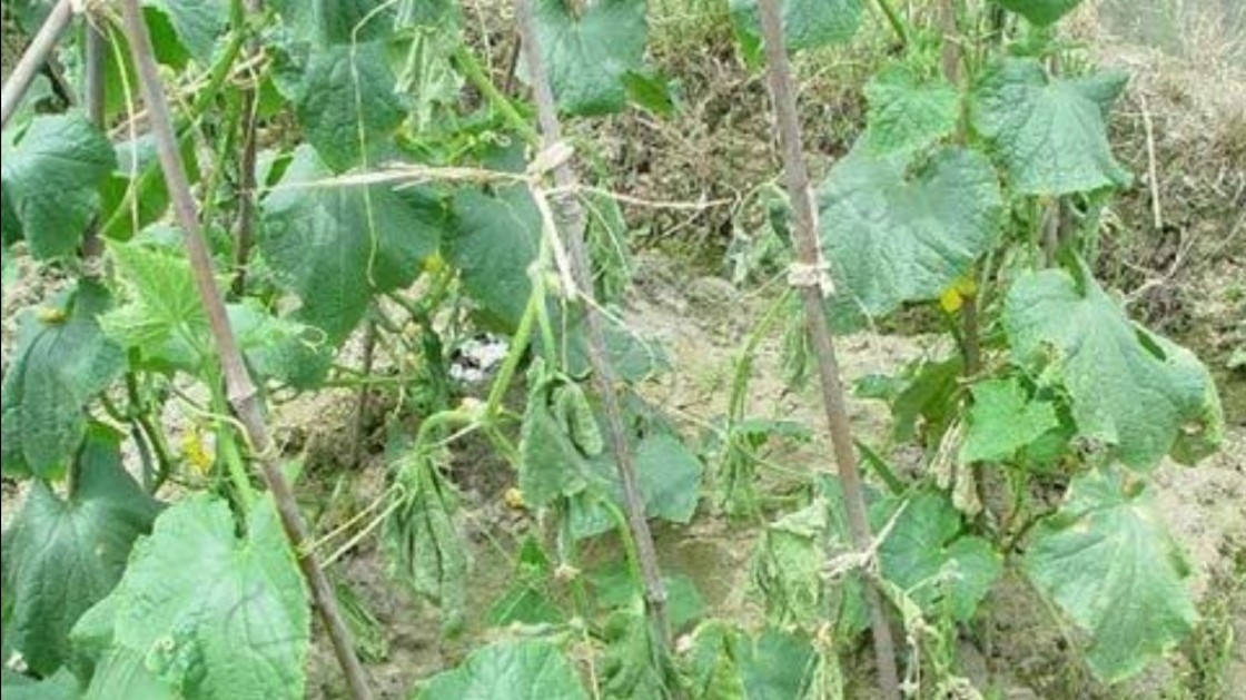 黄瓜叶子萎了是怎么回事,黄瓜叶片发黄枯萎怎么挽救