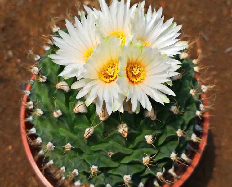 仙人掌介绍60多种独特的仙人掌,仙人掌开花的美图