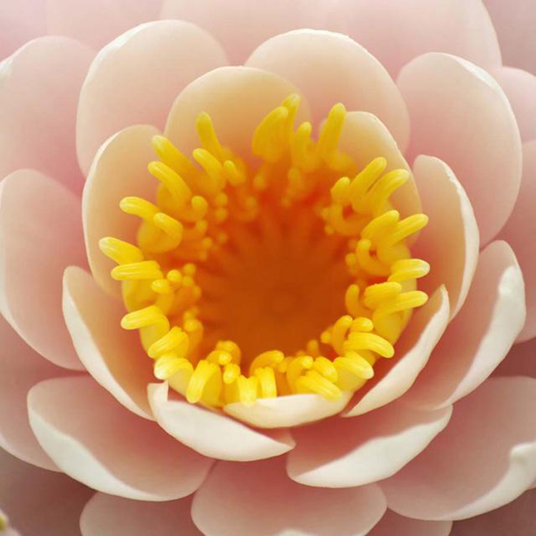 摄影微距技巧,花卉微距摄影技巧