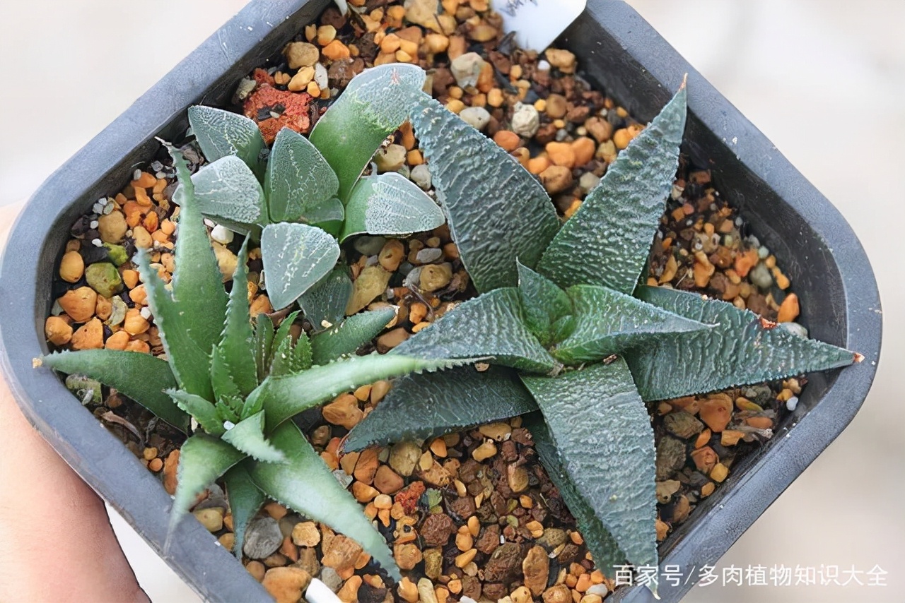 多肉条纹十二卷的养护方法,条纹十二卷多肉如何快速爆盆