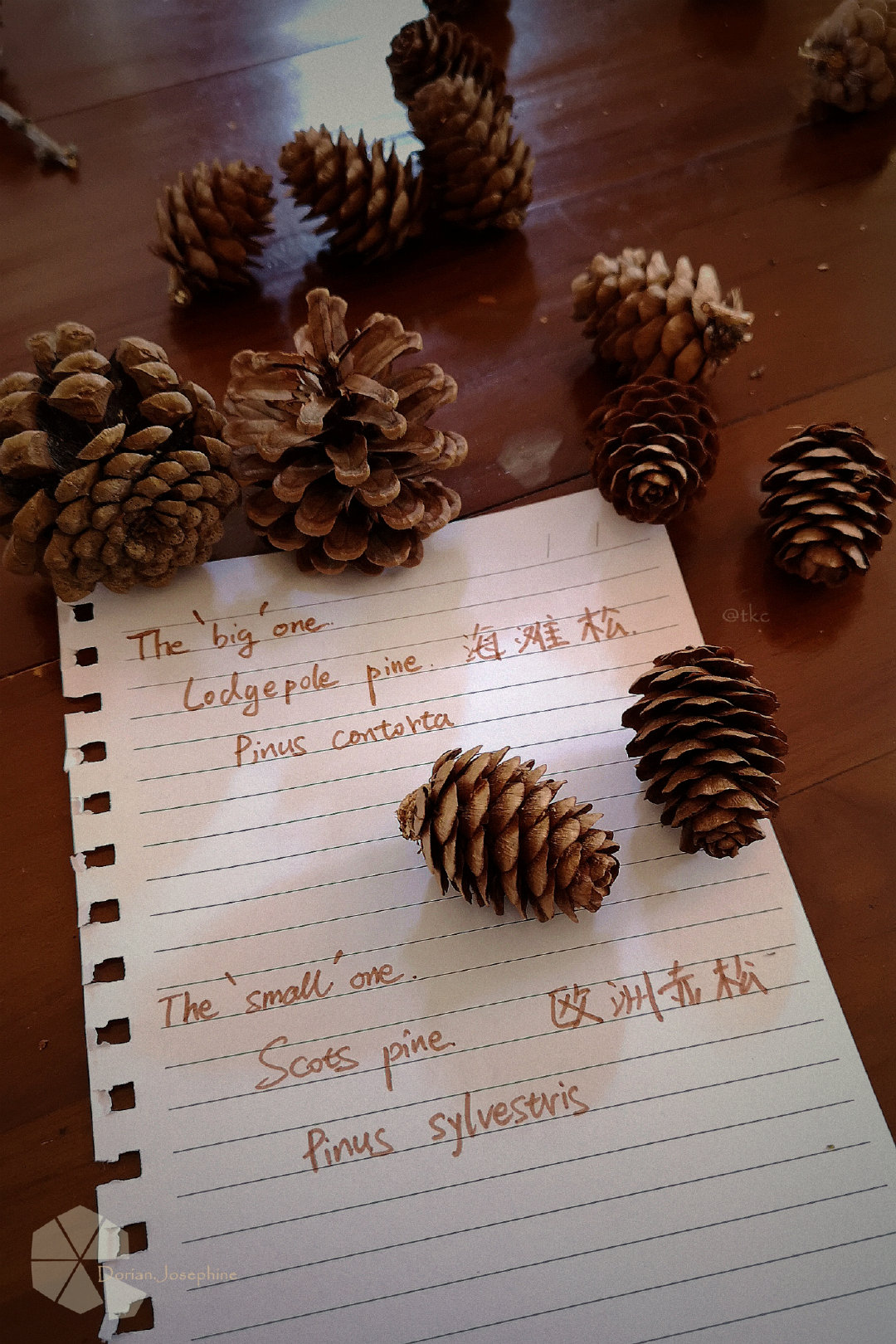 新西兰南岛一日游,新西兰南岛旅游地图