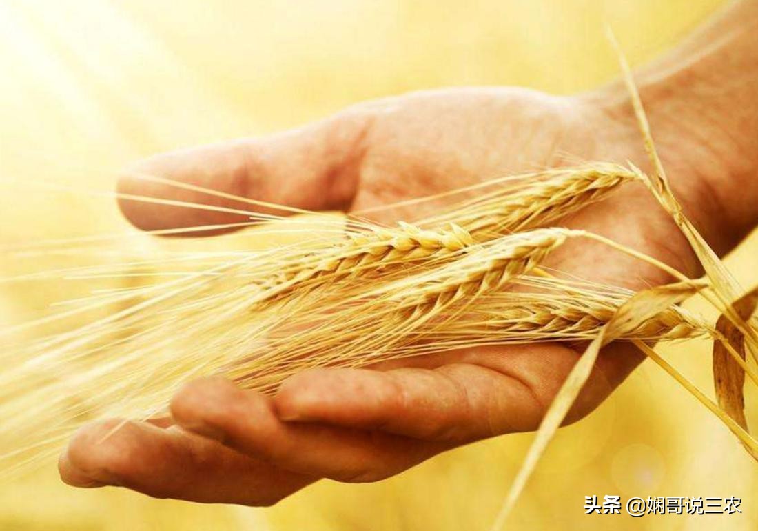 小麦种植与施肥技术研究,小麦高产种植用什么底肥