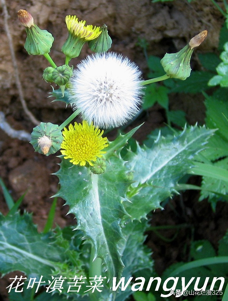 野生菊苣的辨认与图片,野菜苦菜识别方法