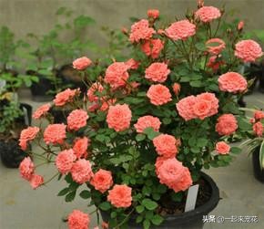 北方养的花杀虫小妙招,5-6月养花