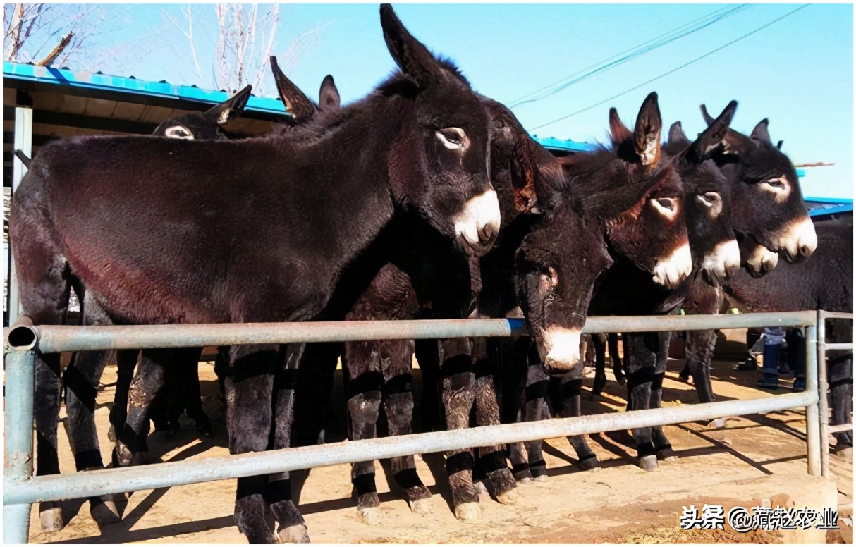 养一头驴挣多少钱,养一头驴一年能赚多少钱