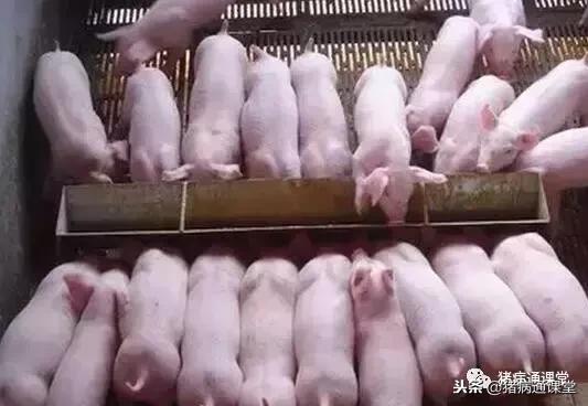 保育仔猪的饲养方法和技巧,保育仔猪的饲养管理