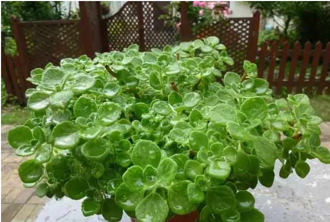 好养又散发氧气的盆栽,室内四季开花好养带香的盆栽