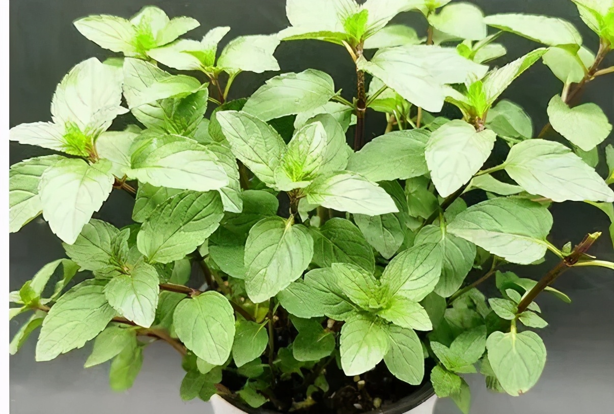 观花草本植物推荐,最具观赏性的观叶植物