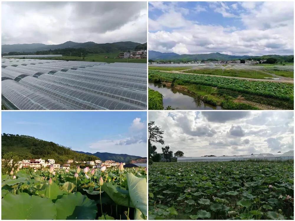 宁都千椒百味,宁都特色菜青菜