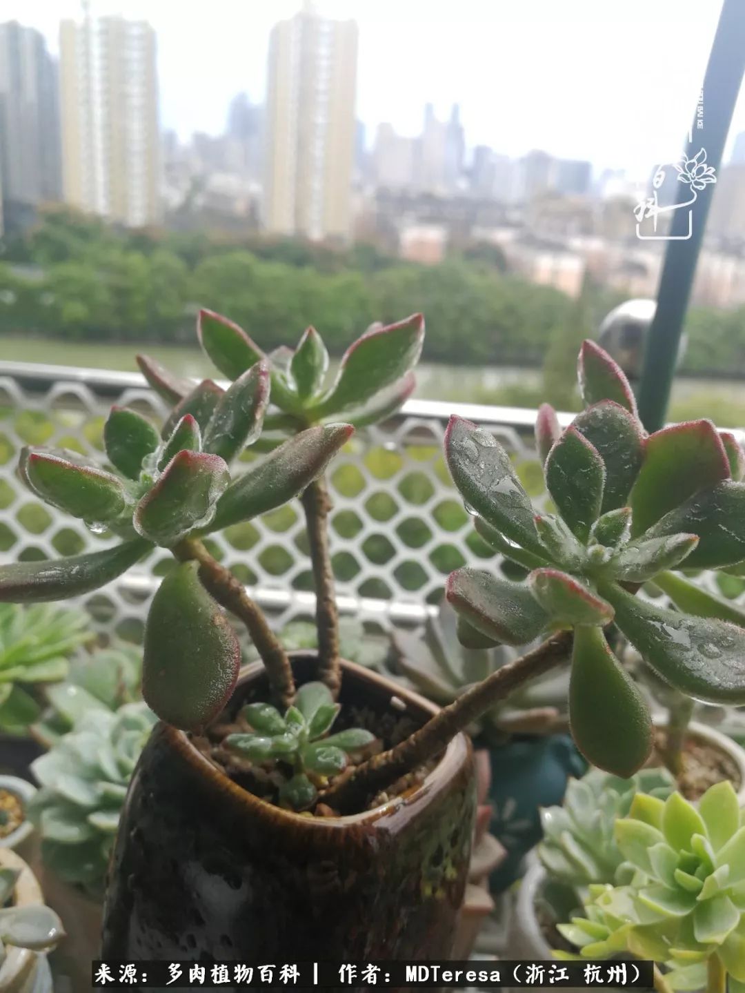 养好能养好的才是王道！期待多肉们的华丽转身