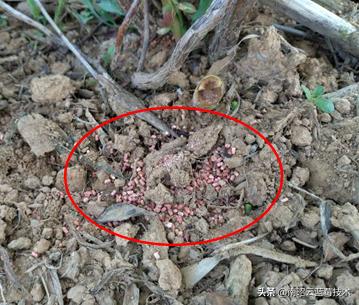 蓝莓叶片边缘焦枯是什么病害,蓝莓在高温下有哪些病害