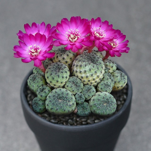 101仙人球,101个仙人球品种