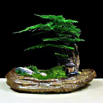 文竹文竹,文竹青翠欲滴