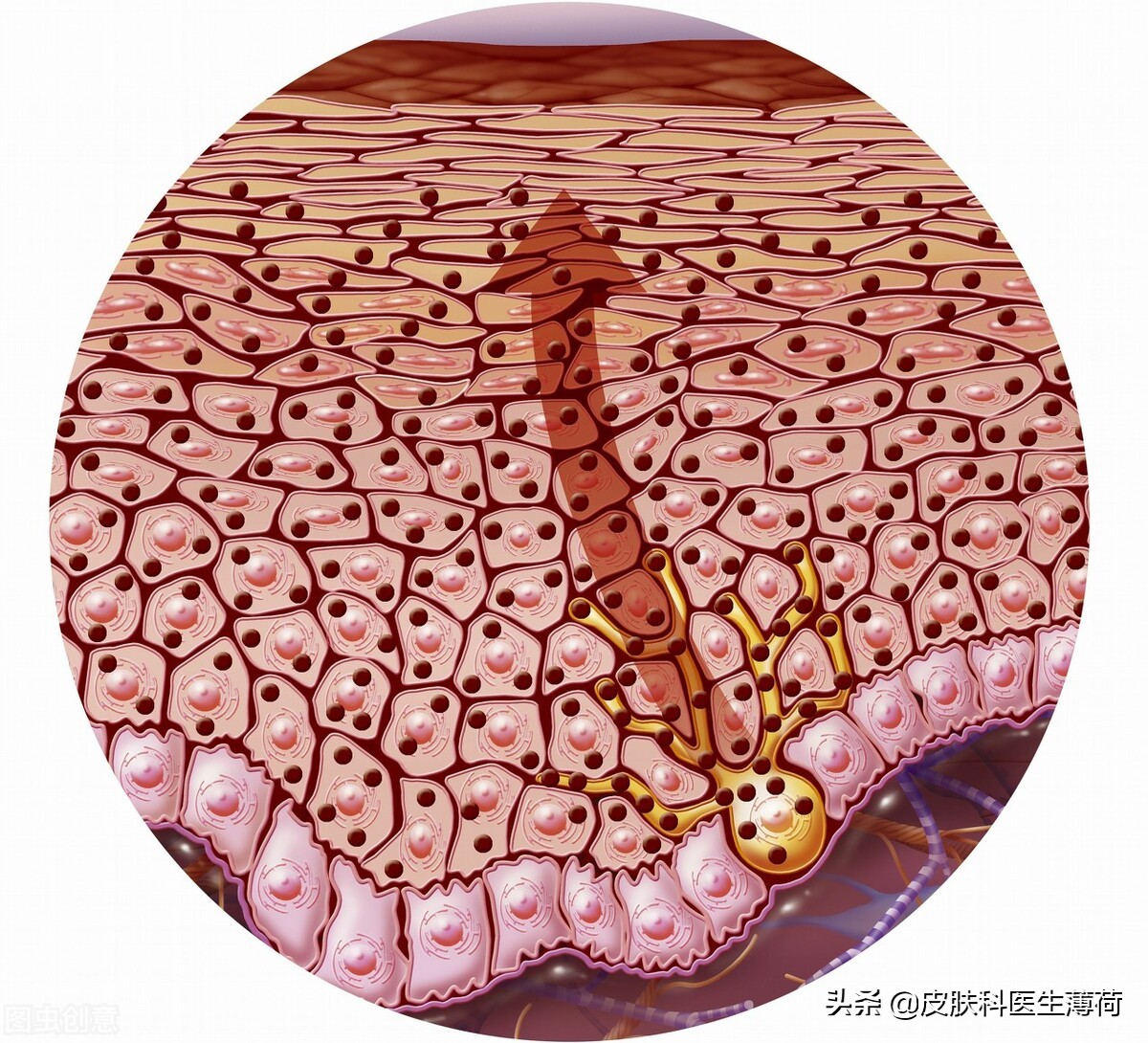 皮肤科医生推荐的去痘印的药,皮肤痘印怎么做才能彻底修复