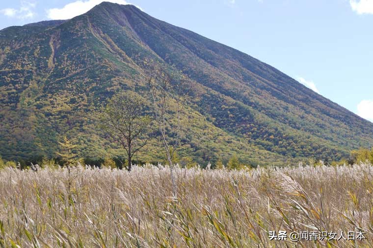 黄金色的芒草，让秋天多了份文艺的风情，日本国内最美芒草名所