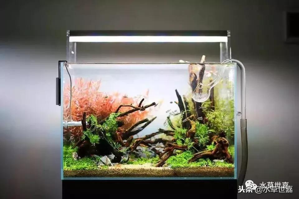 40厘米鱼缸杜鹃根造景,杜鹃根水草缸