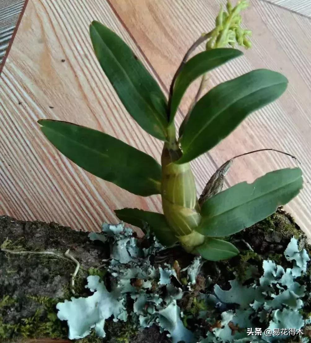 珍虫石斛什么档次,珍虫石斛花的介绍